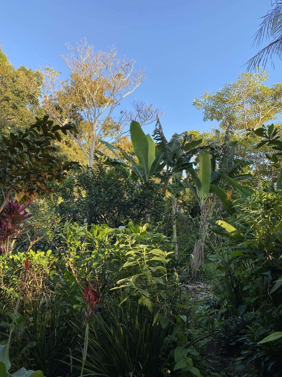 Bosque agroforestal de Finca Tierra Negra